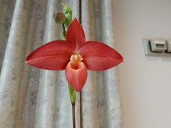 phrag.Scarlet O'Hara × besseae